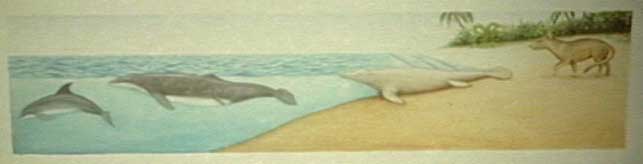 ancestors of dolphins